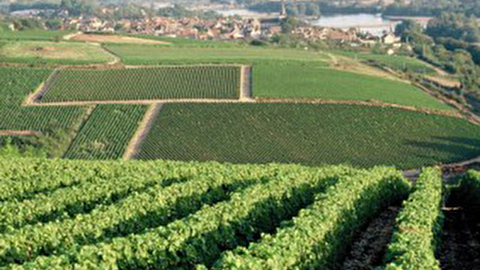 Syndicat Viticole de l'Aire AOC de Pouilly